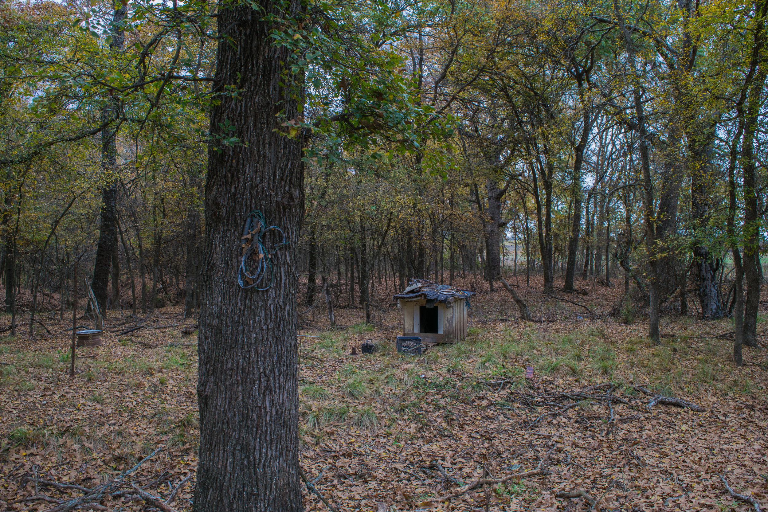 Abandoned Canine Home