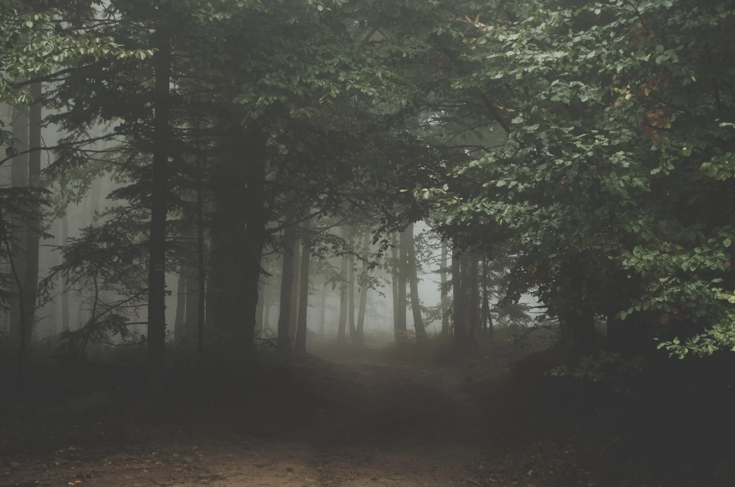 forest-1031022.jpg