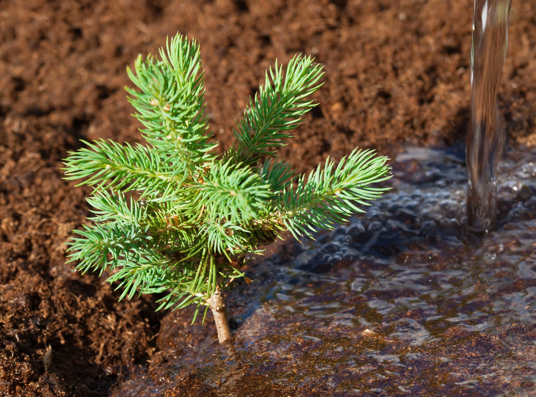 Galbraith Tree Farm will be planting more than 90,000 Firs, Cedars, and Hemlocks during 2018.