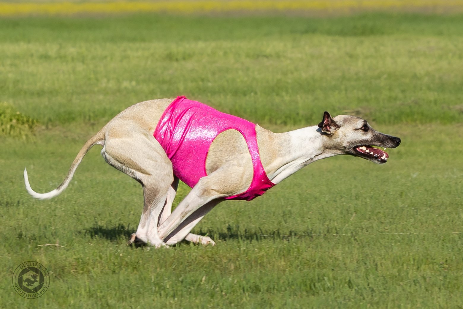 JILL2863-2.jpg