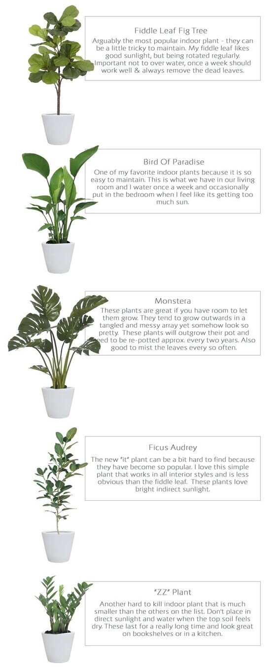 II. Benefits of Having Indoor Houseplants