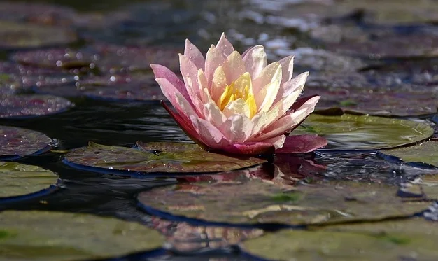 water-lily-1787002_640.jpg