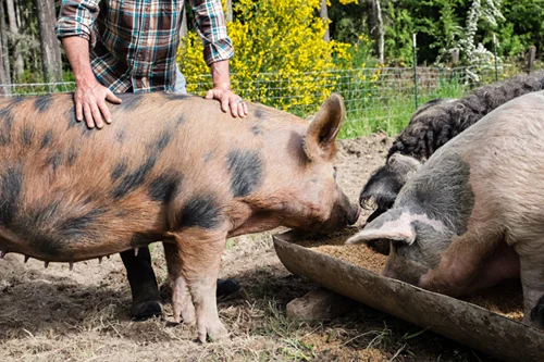 farmer feeding pigs photo