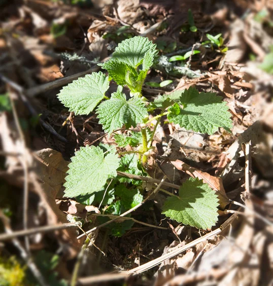 nettles__28.jpg
