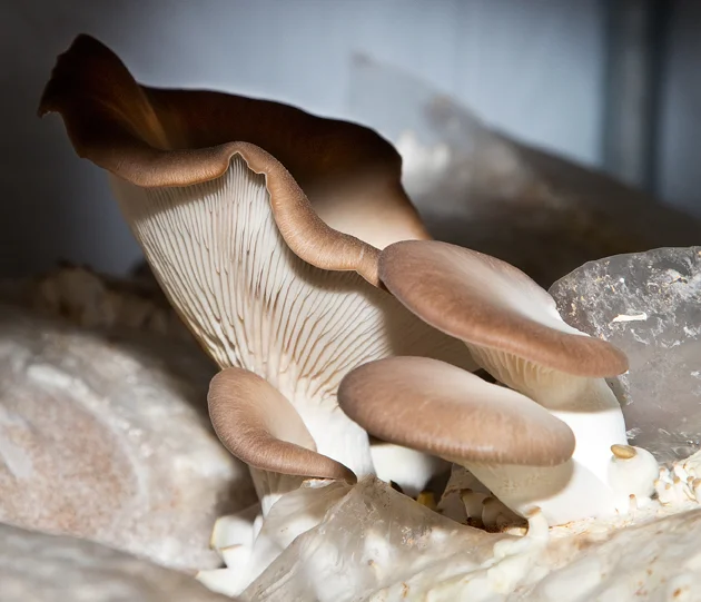 Oyster Mushrooms