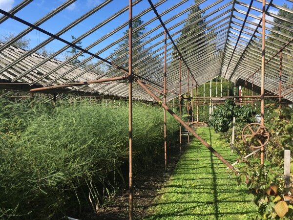 Greenhouse interior with asparagus