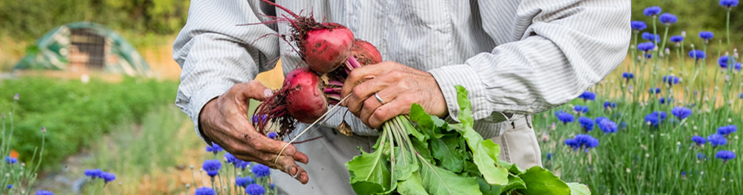 farmer-w-beets_lgr-2.png