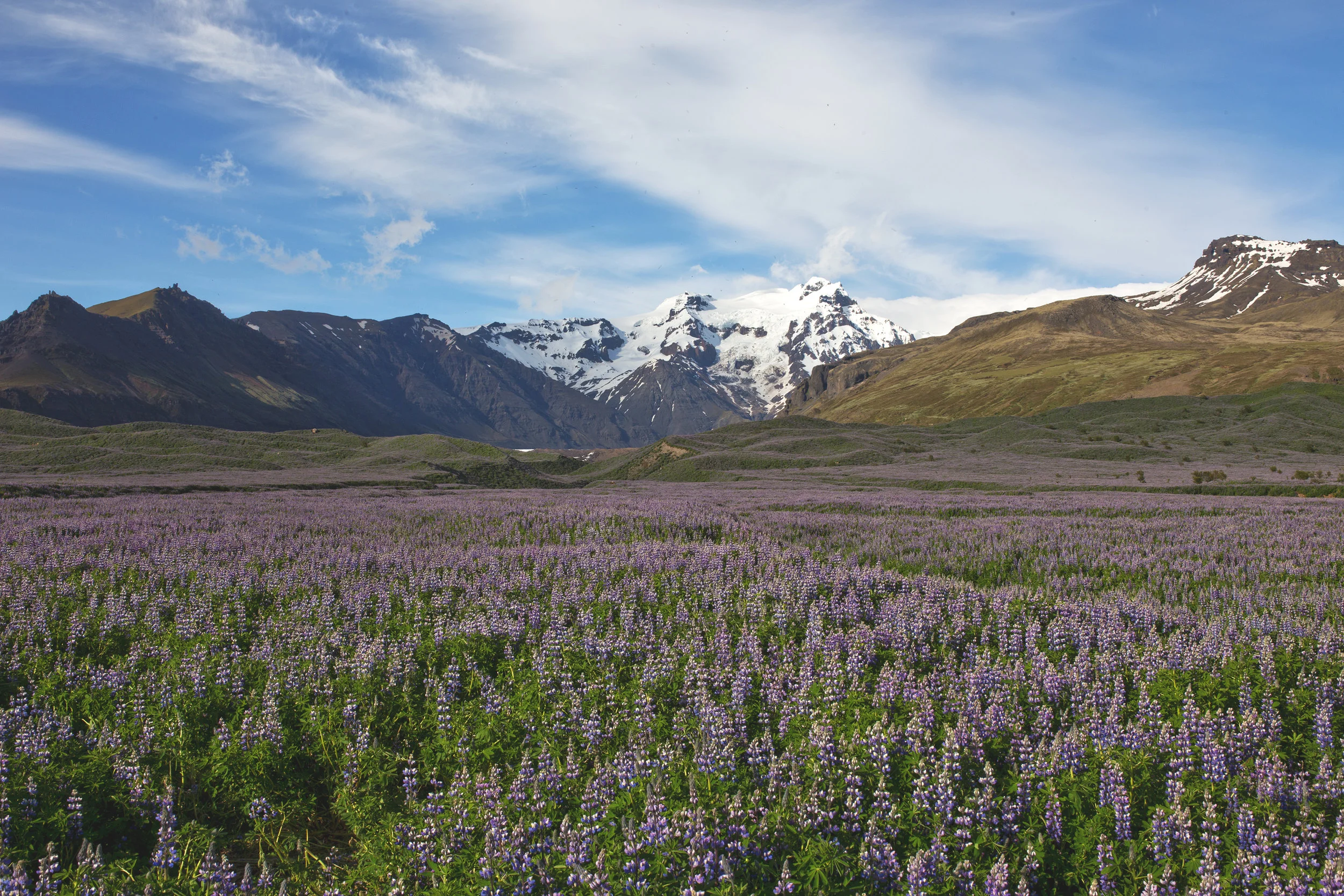 Purple flowers and snowy mountains.jpg