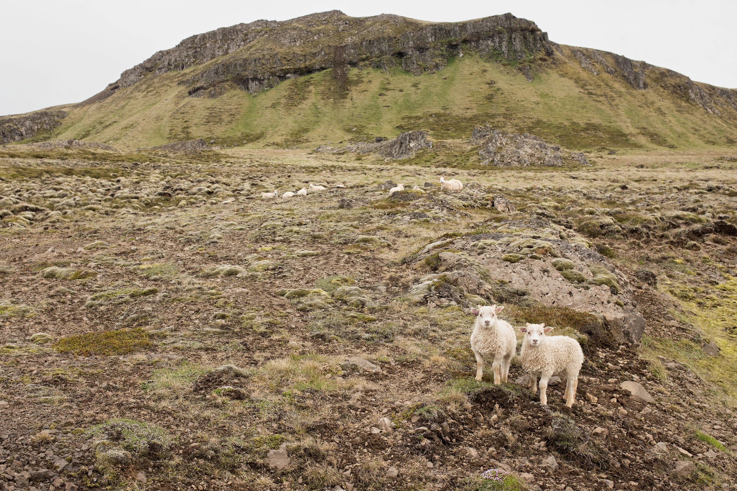 Sheepy Sheep.jpg