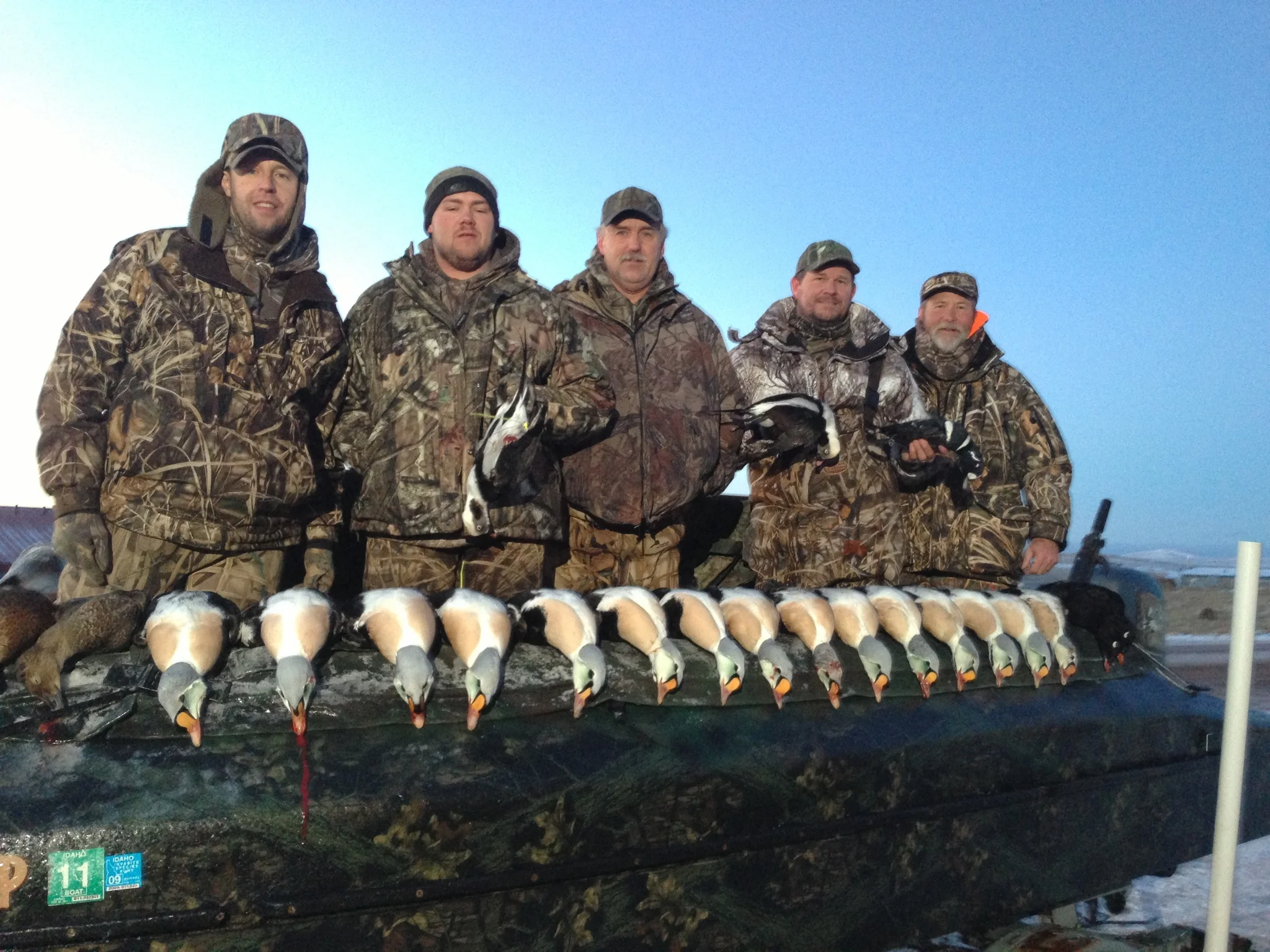 white birds - alaska possilby.JPG