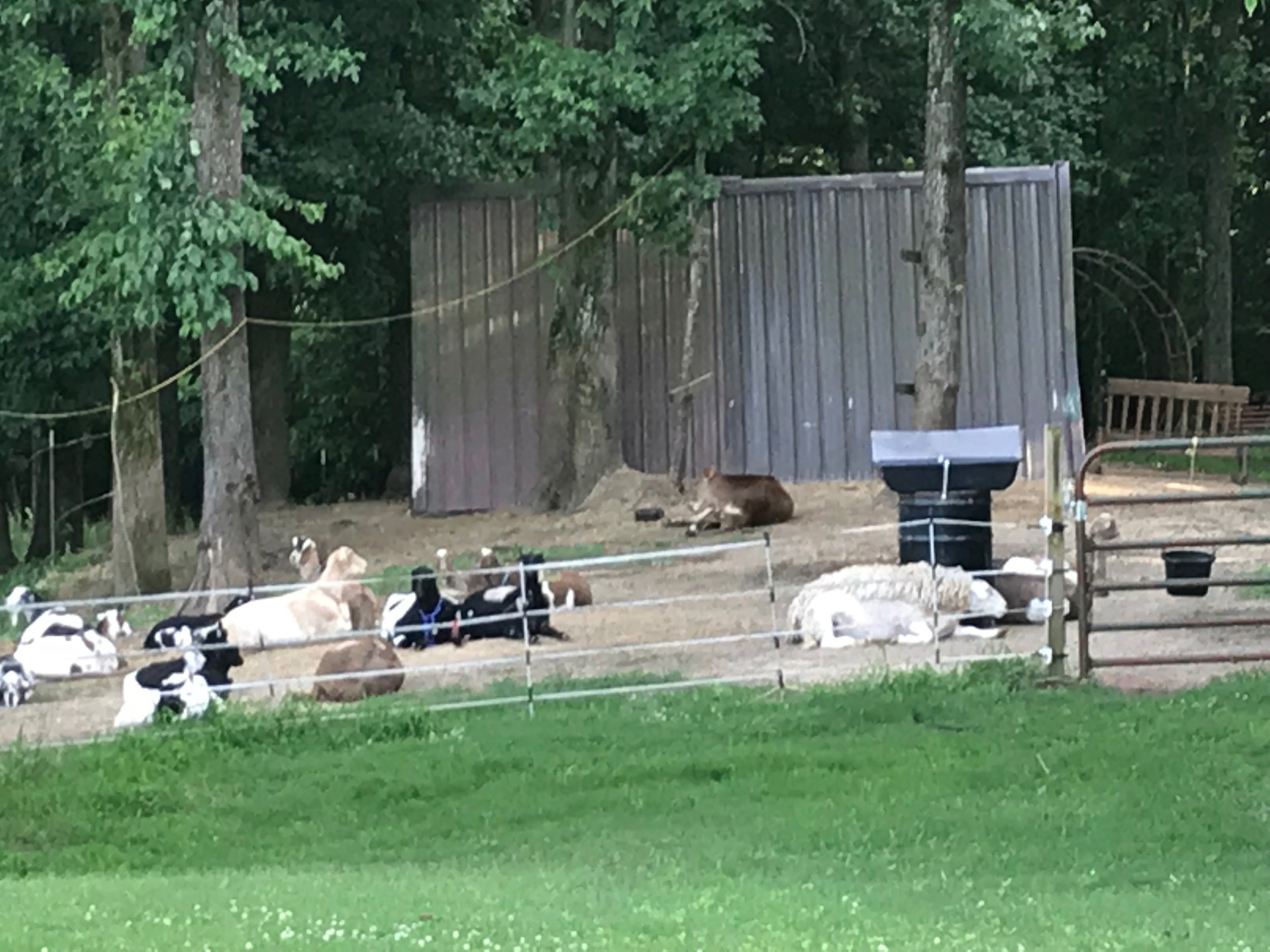 With your Goats- if they don't bother it