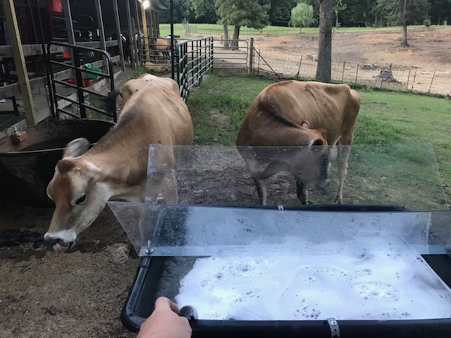 cattle pasture- if they don't bother it