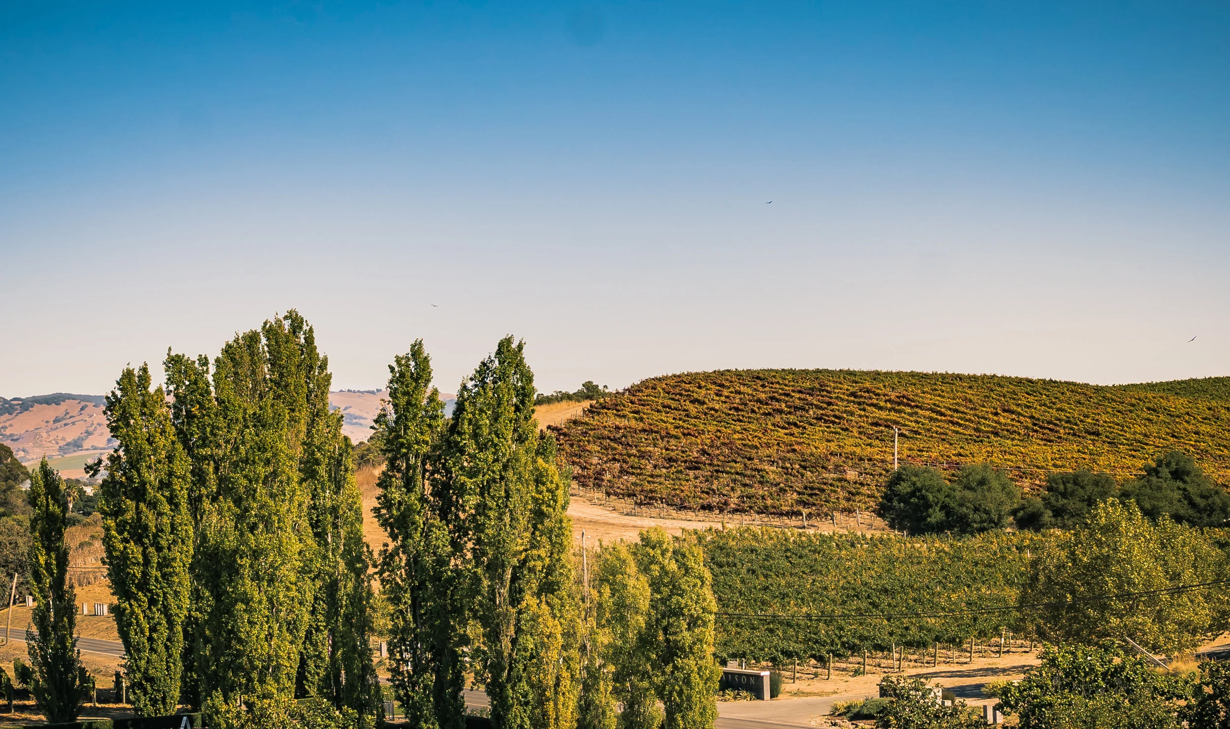 Napa.jpg