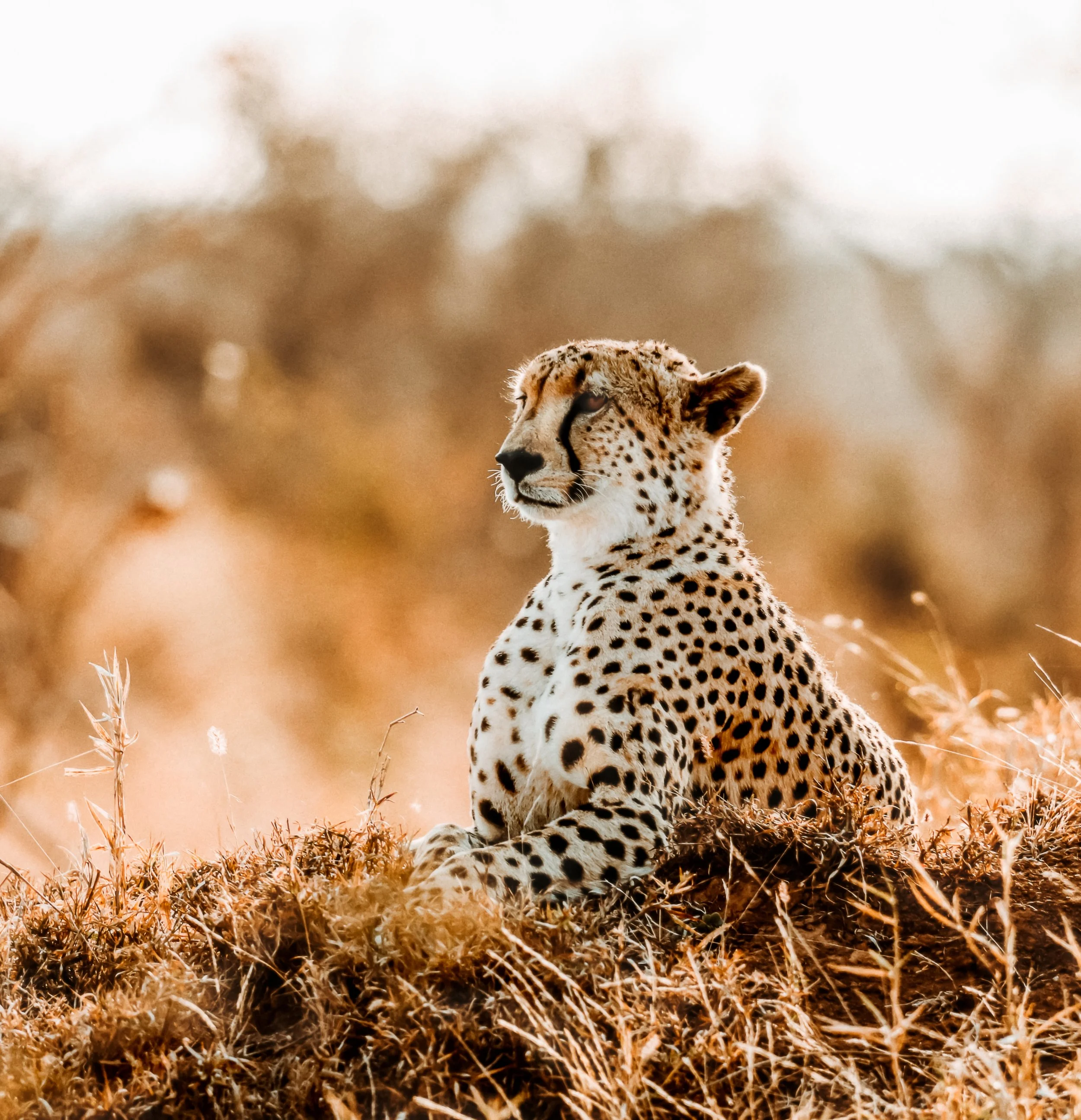 Cheeta-7.JPG