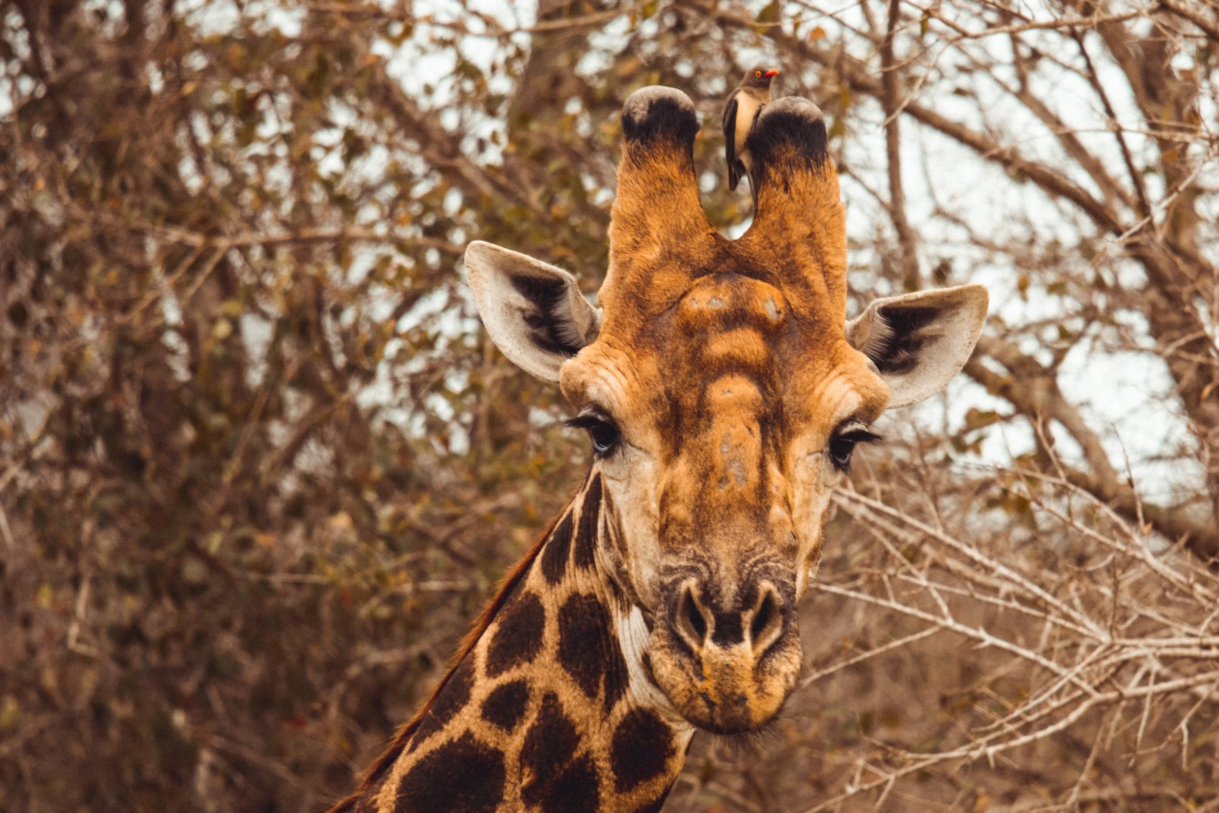 Safari_Seak-26.JPG
