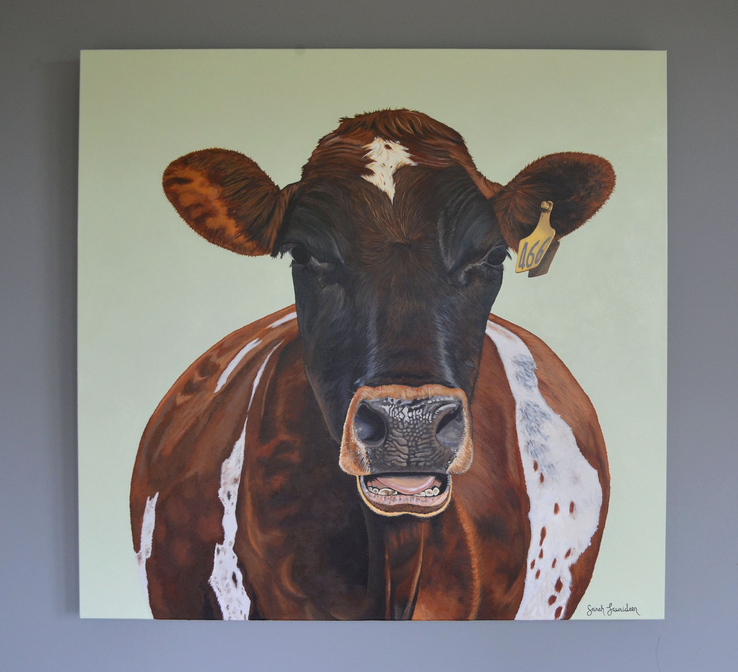  Cow on Titan Green, Commission.  36” x 36.   