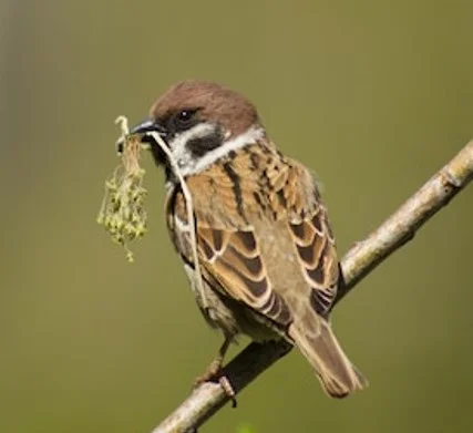 April sparrow collecting moss for nest.jpg