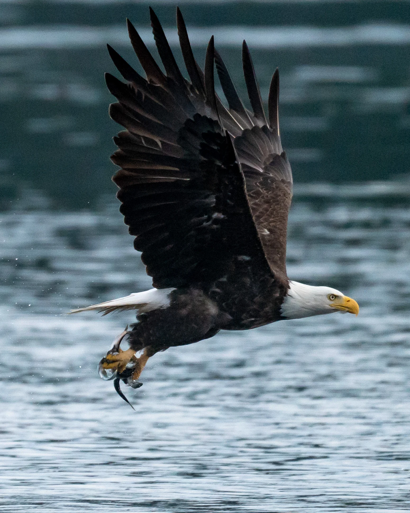 A REGAL EAGLE.