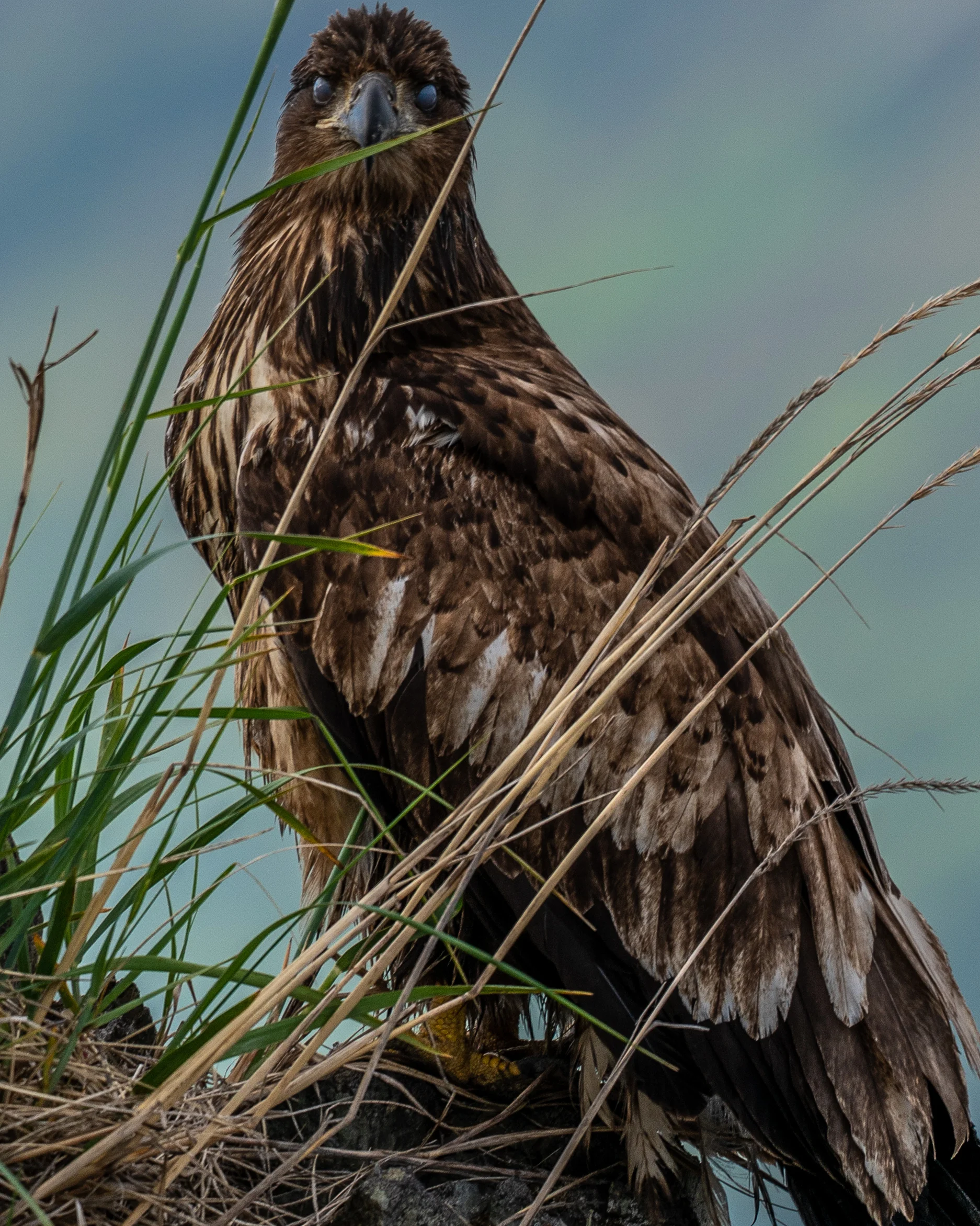 Portrait of a Raptor.