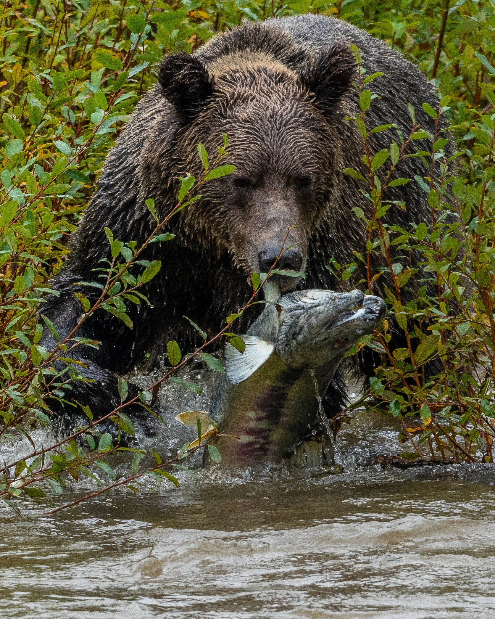 2018.9.24.BC.Bears-1.jpg