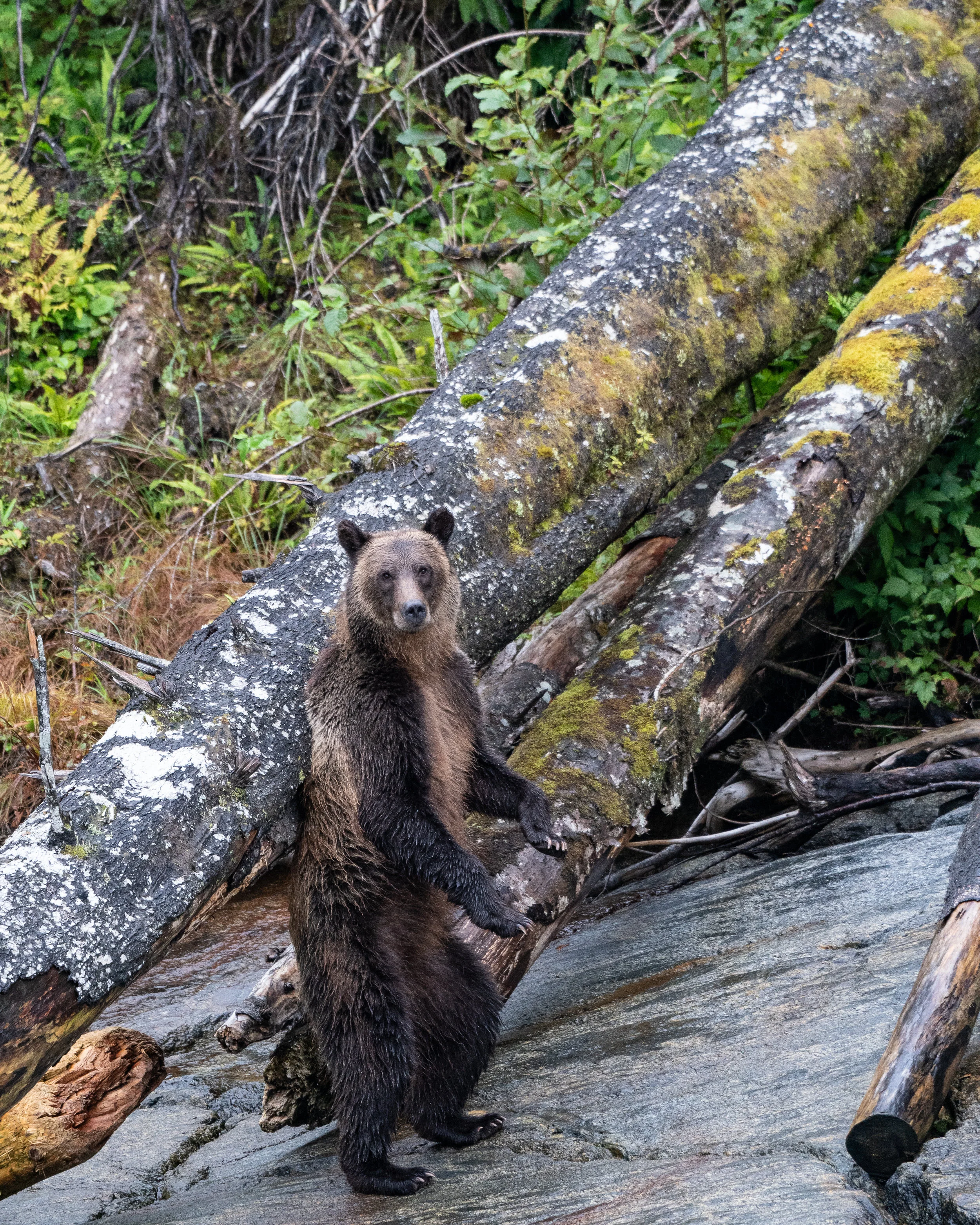 2018.9.24.BC.Bear.Scratch-2.jpg