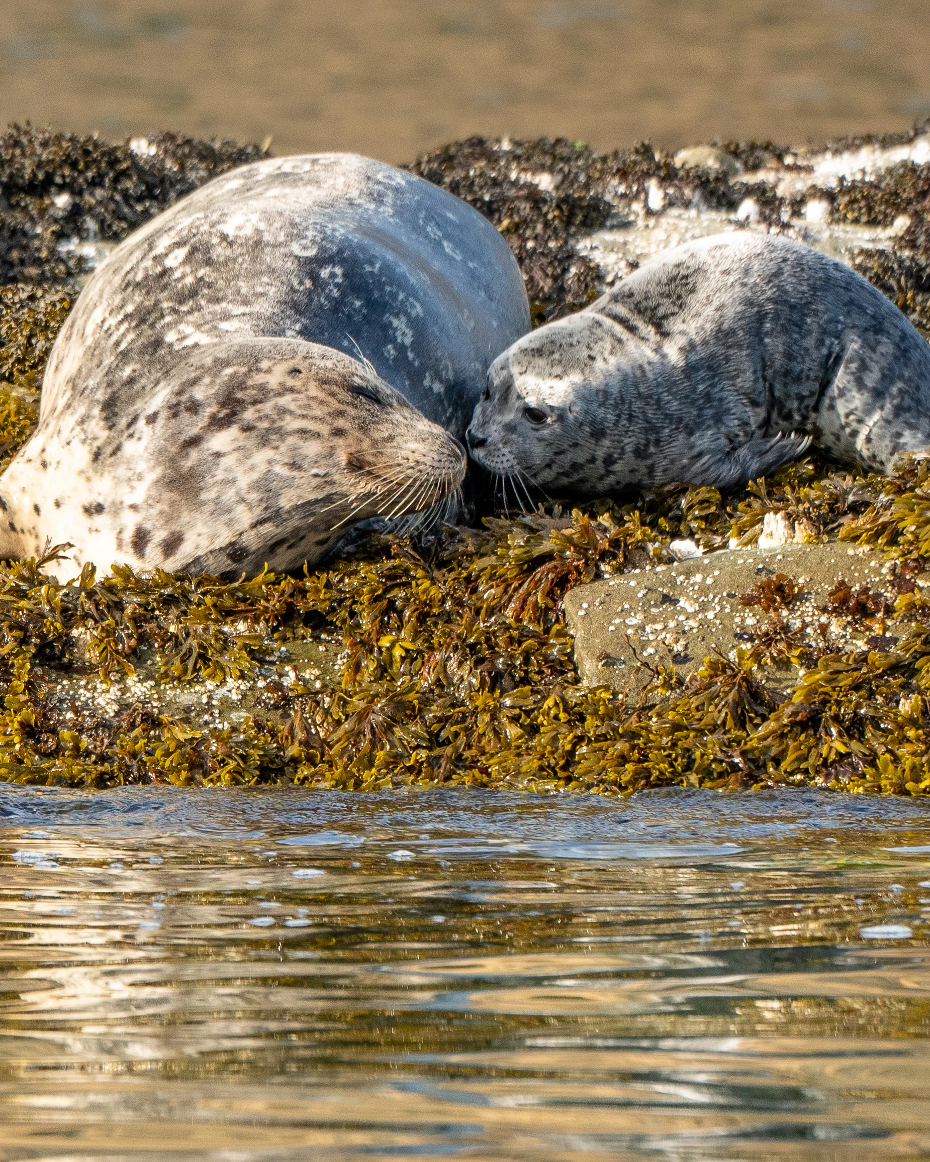 Maternal respite.
