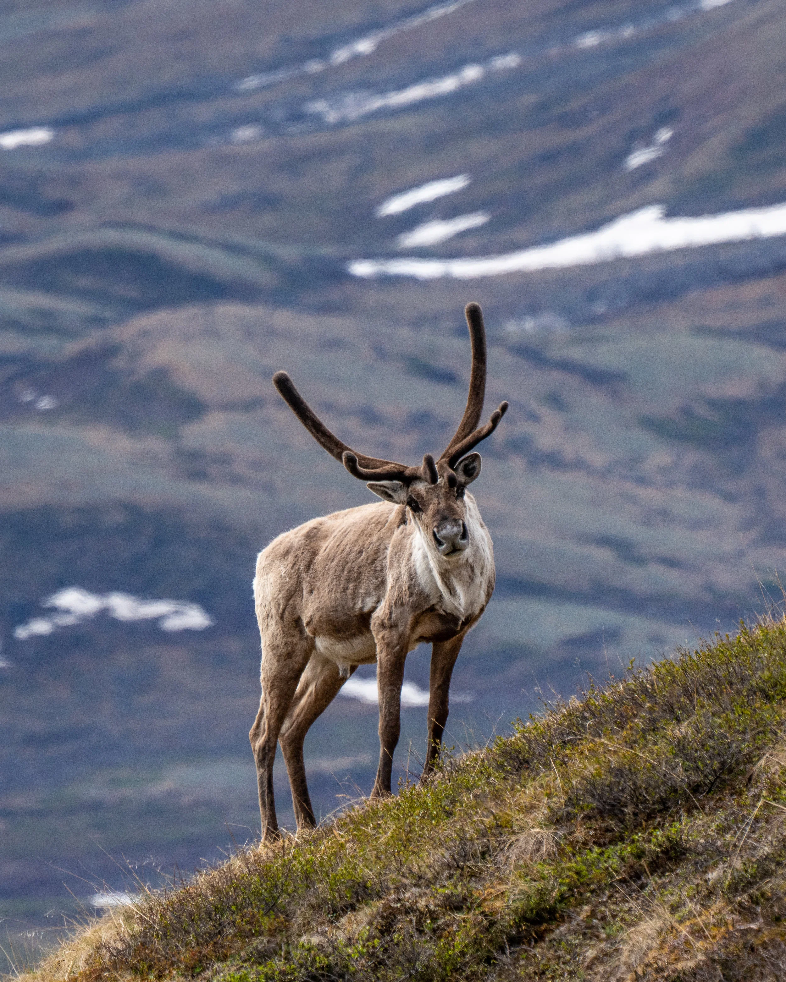Mountain greetings.