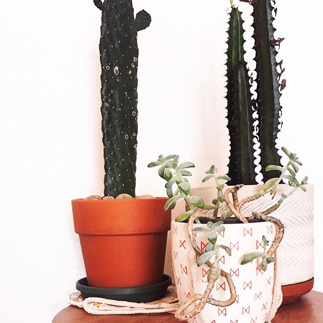 up close and personal 🌵 d e t a i l s 🌵 inspired by @littlelanielu 🌿 plants MAKE a space, but so does #frametoday 🍒