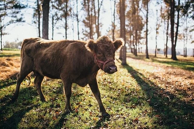 Happy EARTHDAY! 
I don&rsquo;t share much of my nature and landscape photography, but It&rsquo;s one of my favorite ways to relax and for creative, and it&rsquo;s taken be to some incredible places.

Seen here: frog song farm near Ocala Florida... so
