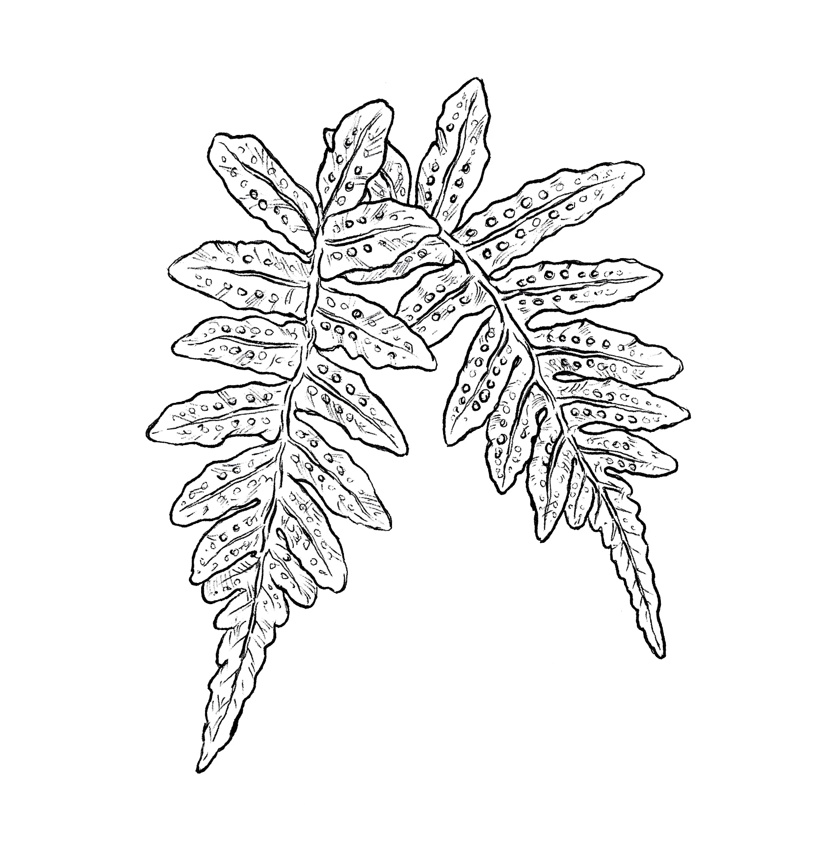 fern pair.jpg