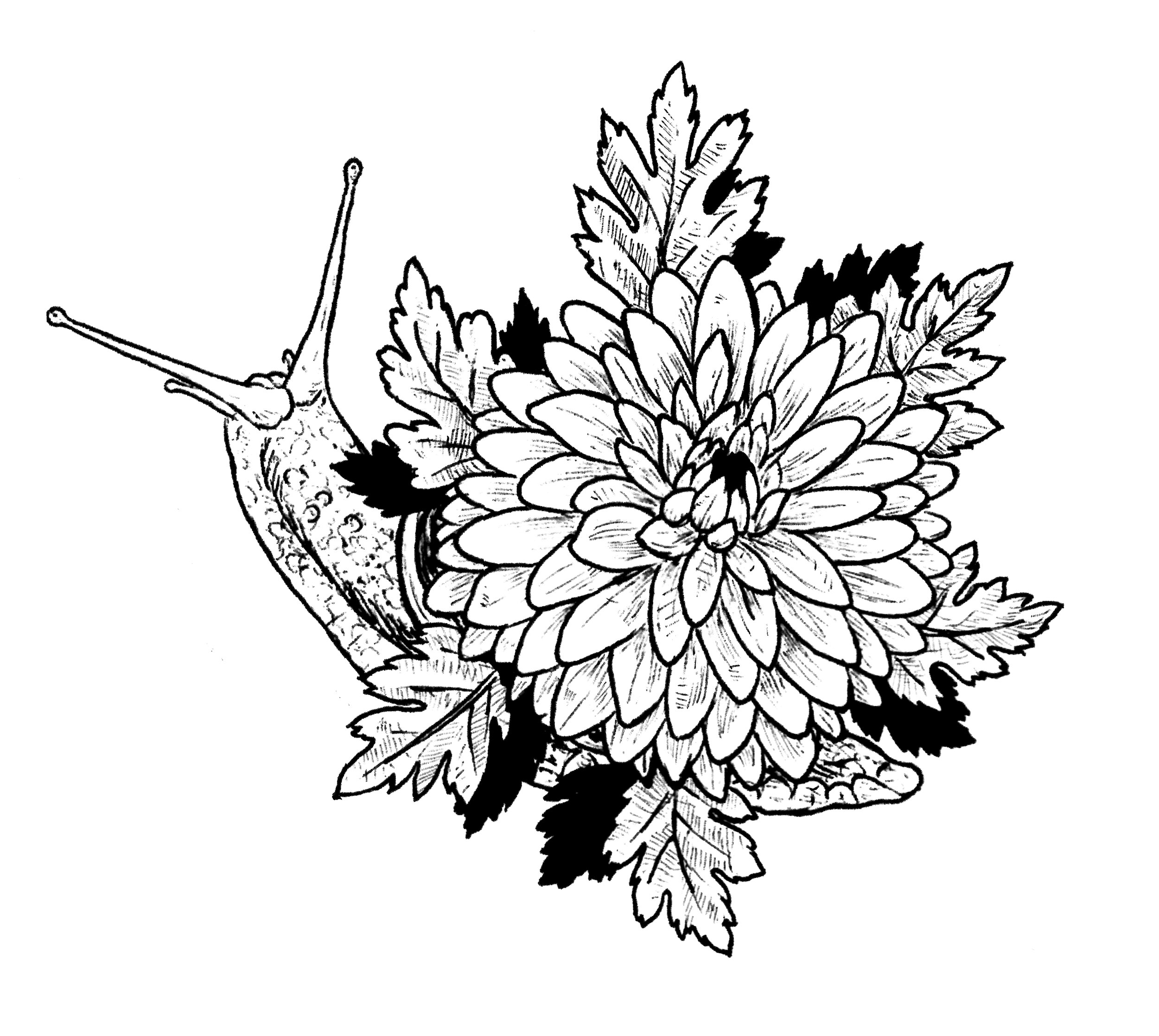 chrysanthemum snail 2.jpg