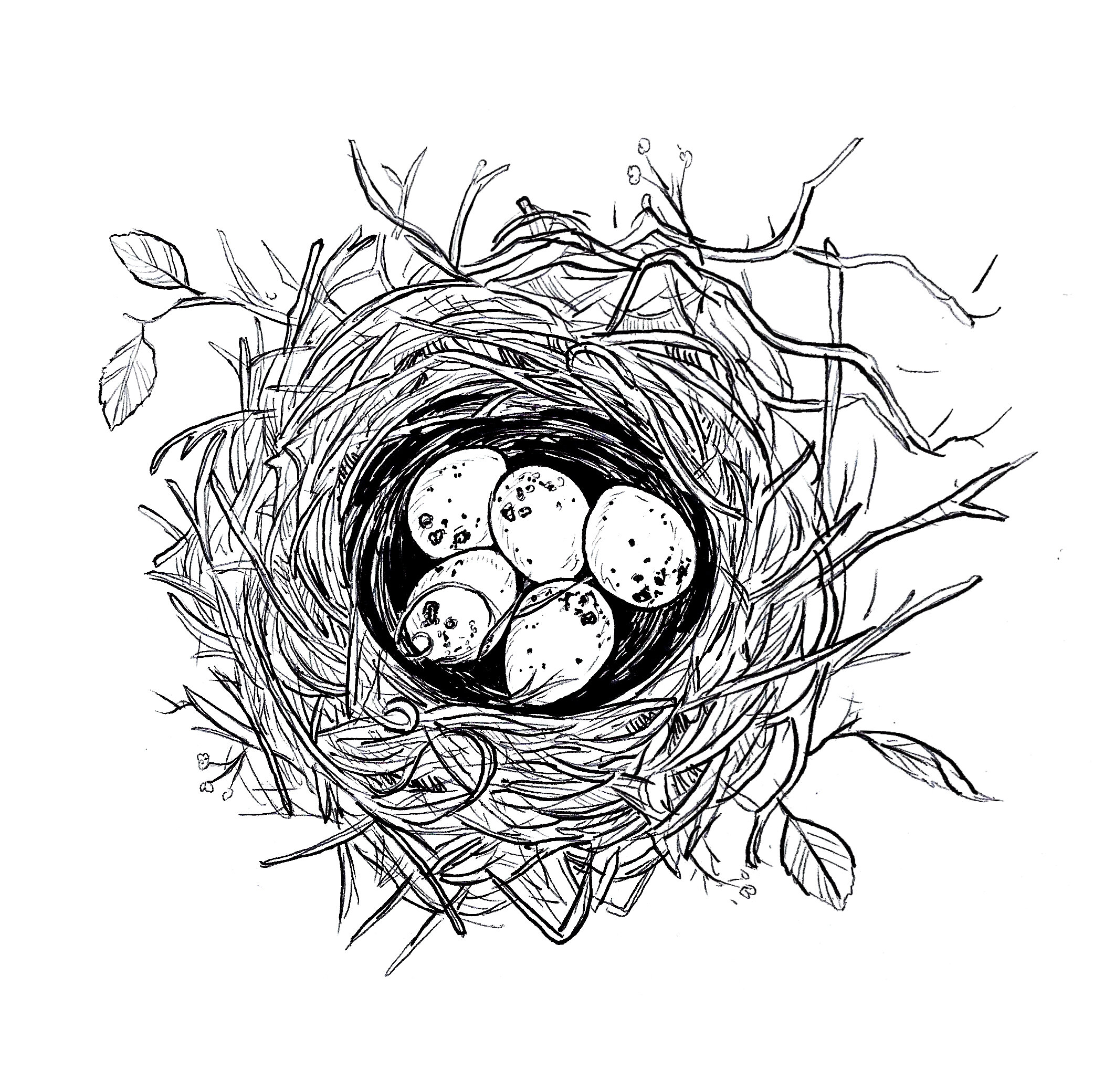 birds nest.jpg