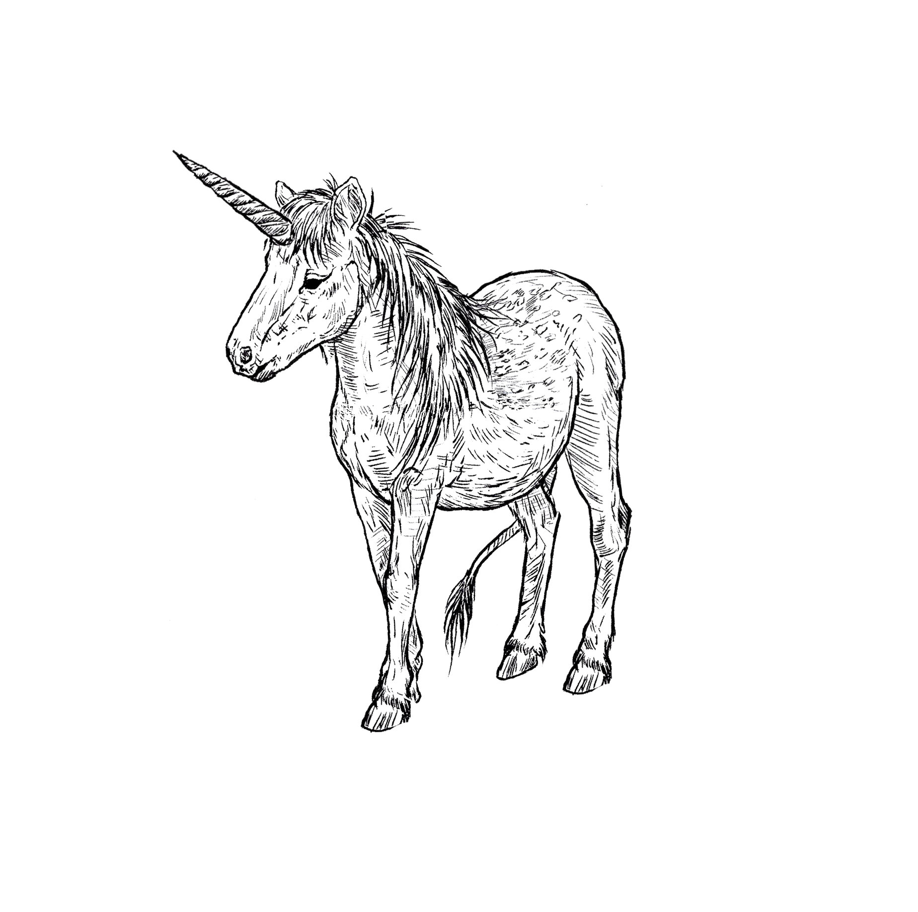 unicorn pony.jpg