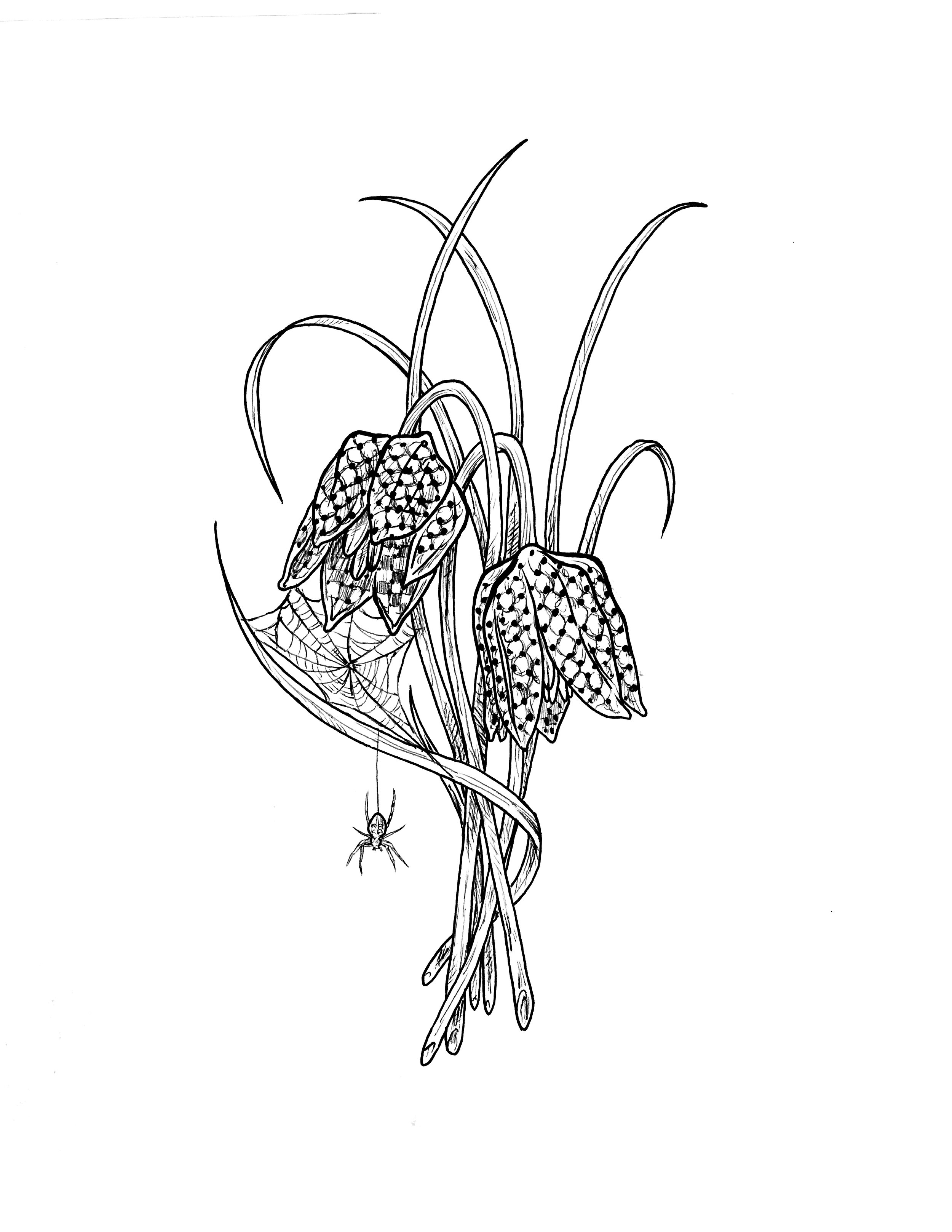 checkered lily.jpg