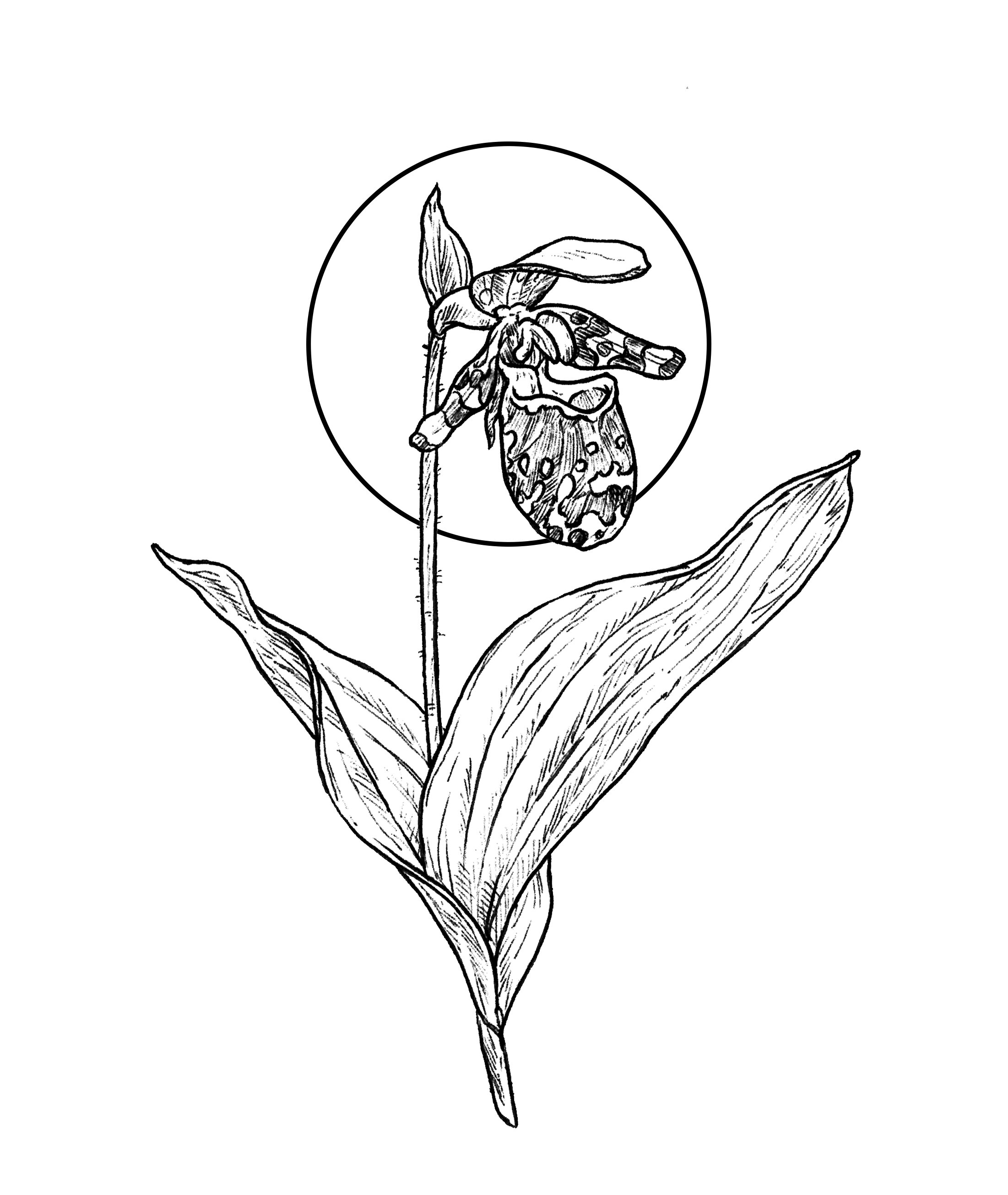 cypripedium guttatum 2.jpg