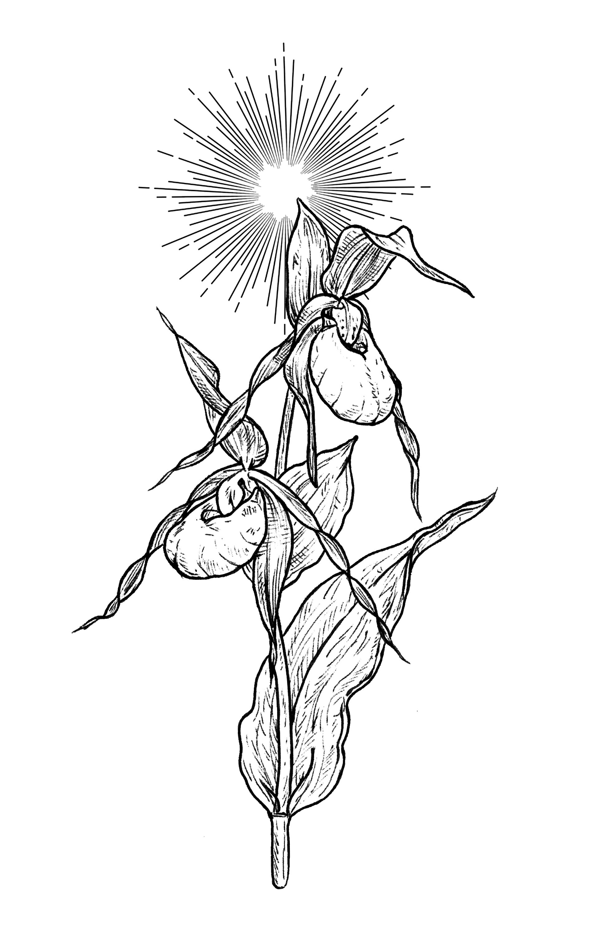 cypripedium montanum 2.jpg
