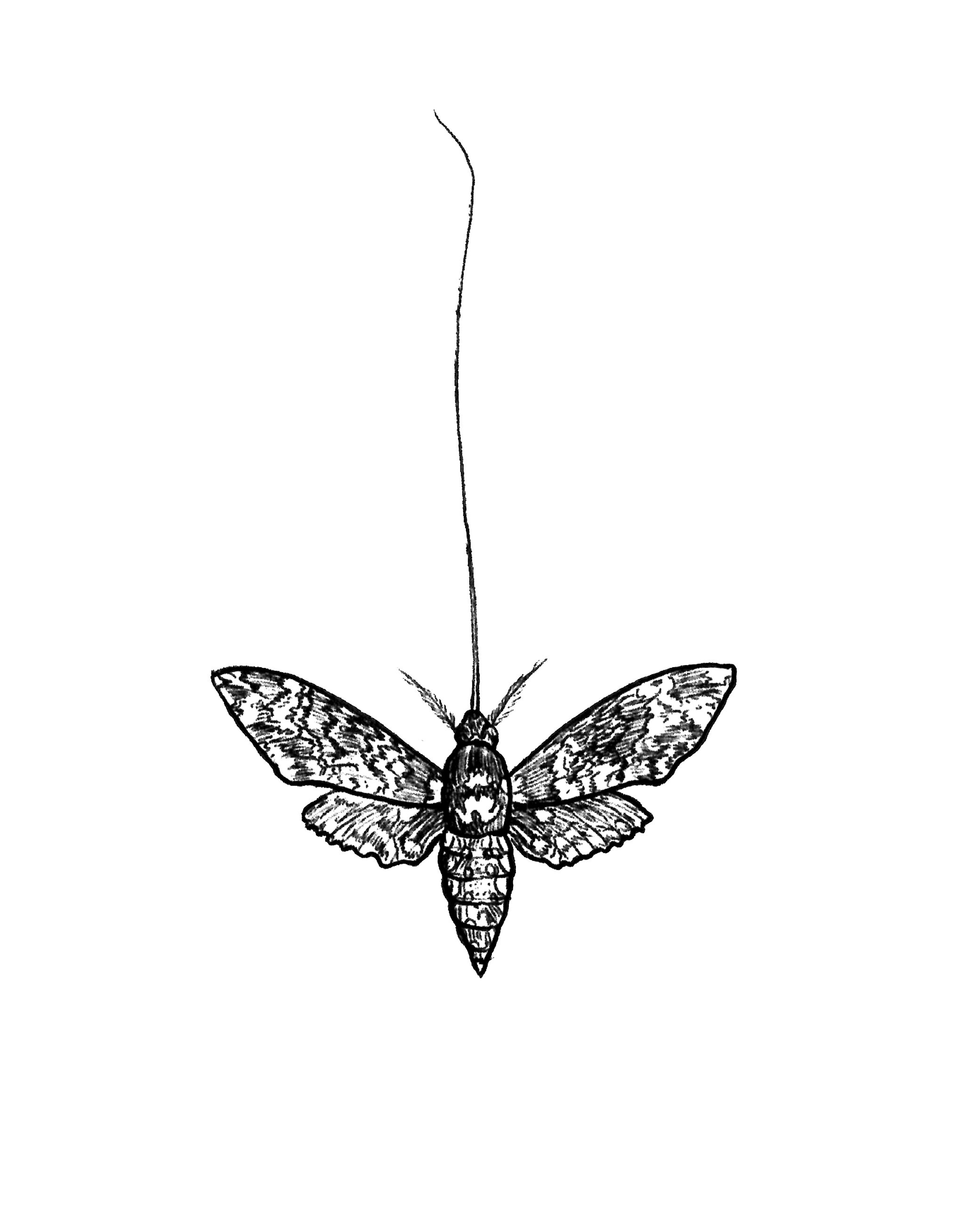 giant hawk moth.jpg
