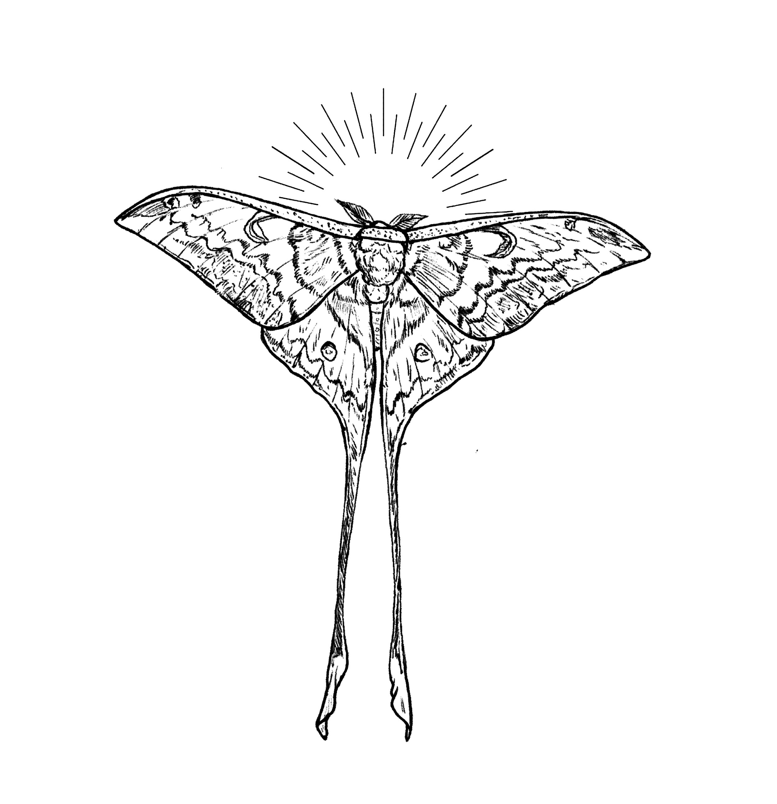 malasian moth.jpg