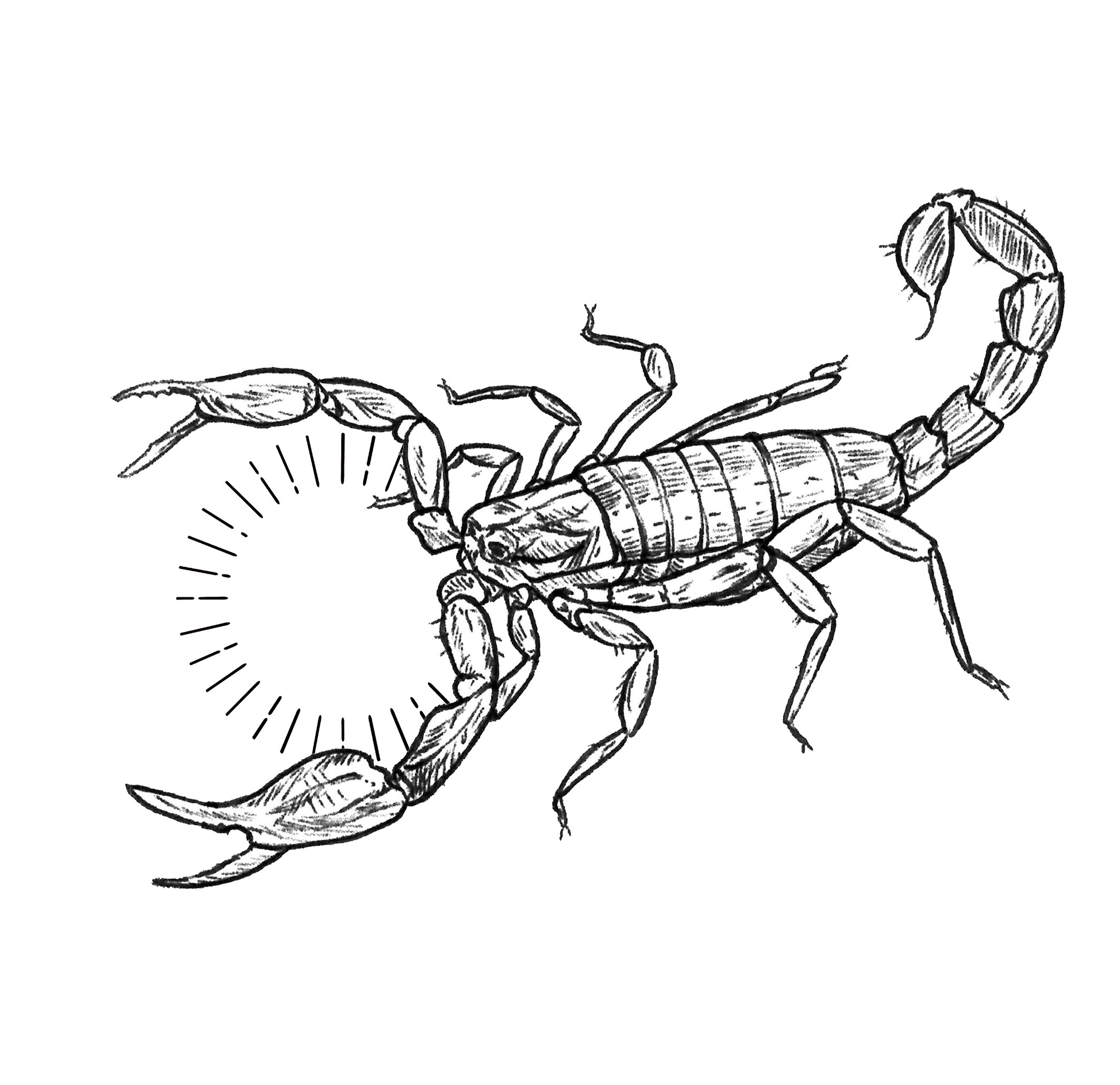 scorpion pseudouroctonus reddelli 2.jpg