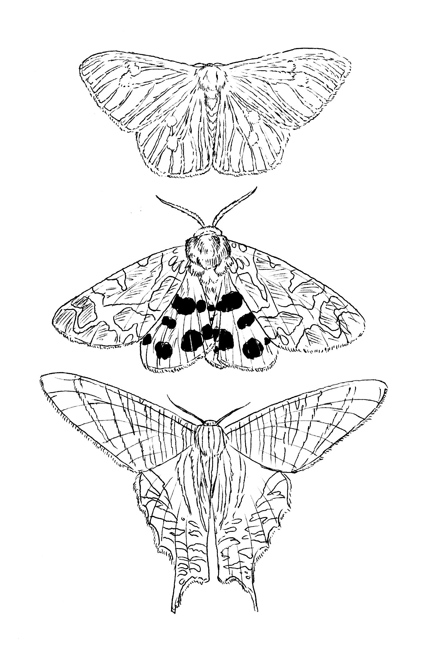 moth stack copy.jpg