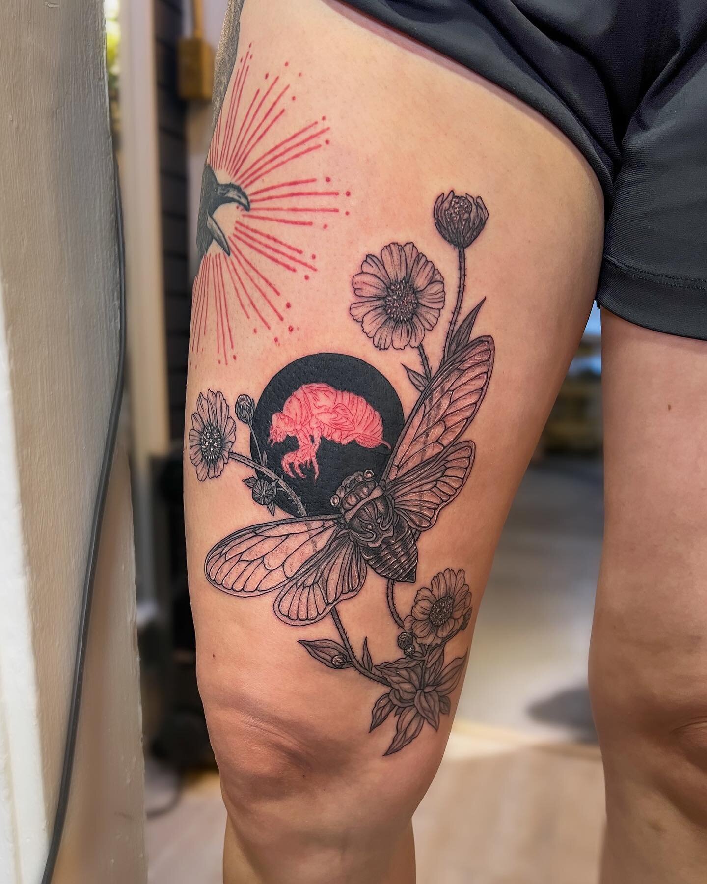 Apache cicada with molted exoskeleton and desert sunflowers 🌻🌑 in honor of a childhood in Arizona. Continuing the red/black theme, nestled up to a two year healed raven that I&rsquo;m very happy with. Thanks as always K!