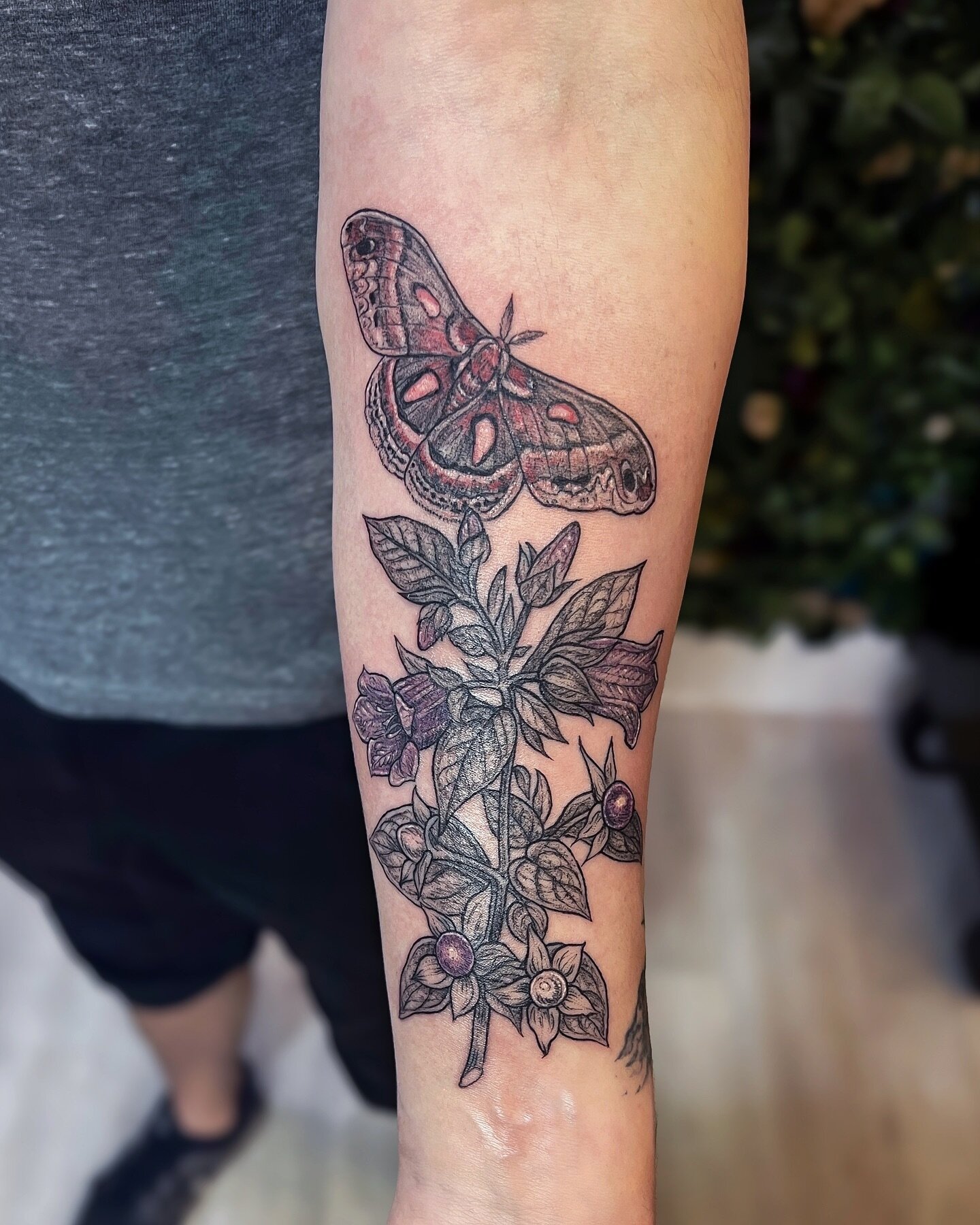 Cecropia moth and belladonna flowers 💫 for an aspiring novelist. Thanks as always K. Rare two color tattoo!!