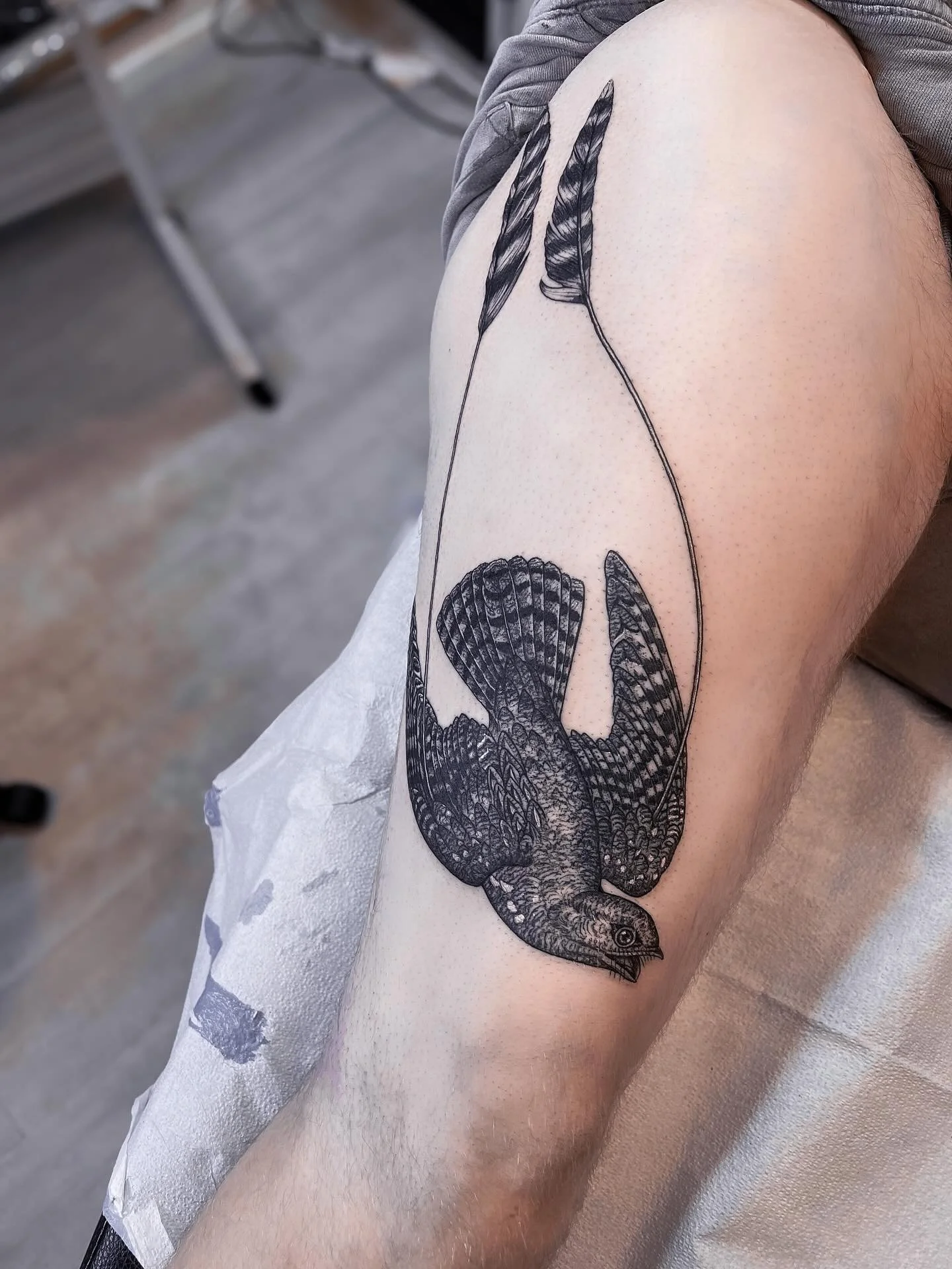 Standard-winged Nightjar, based on an illustration from a German textbook circa 1864. Thanks so much J as always ✨🌙