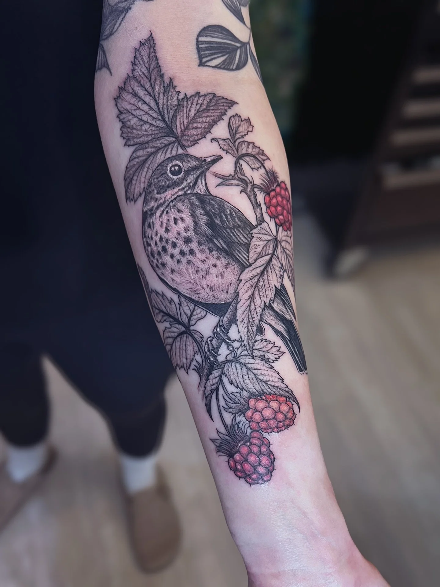 Swainson&rsquo;s thrush and salmonberries ✨ single session. An homage to Silver Falls SP (a legit PNW wonderland with 10 waterfalls, moss, ferns, so special.)