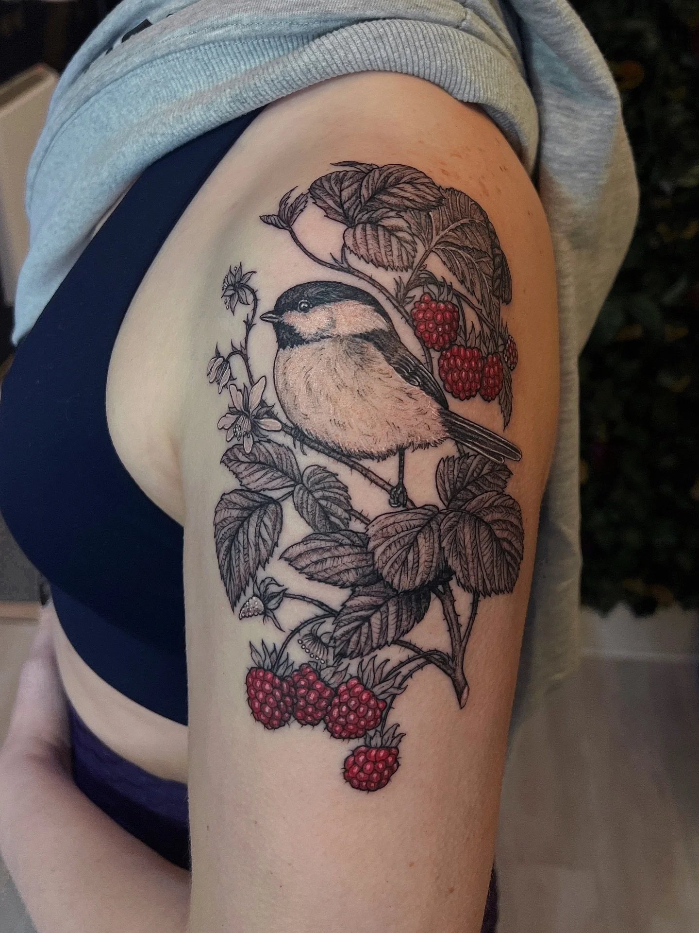 Chickadee and raspberries ✨🖤 Thanks so much B! I&rsquo;ve been loving the pops of color recently.