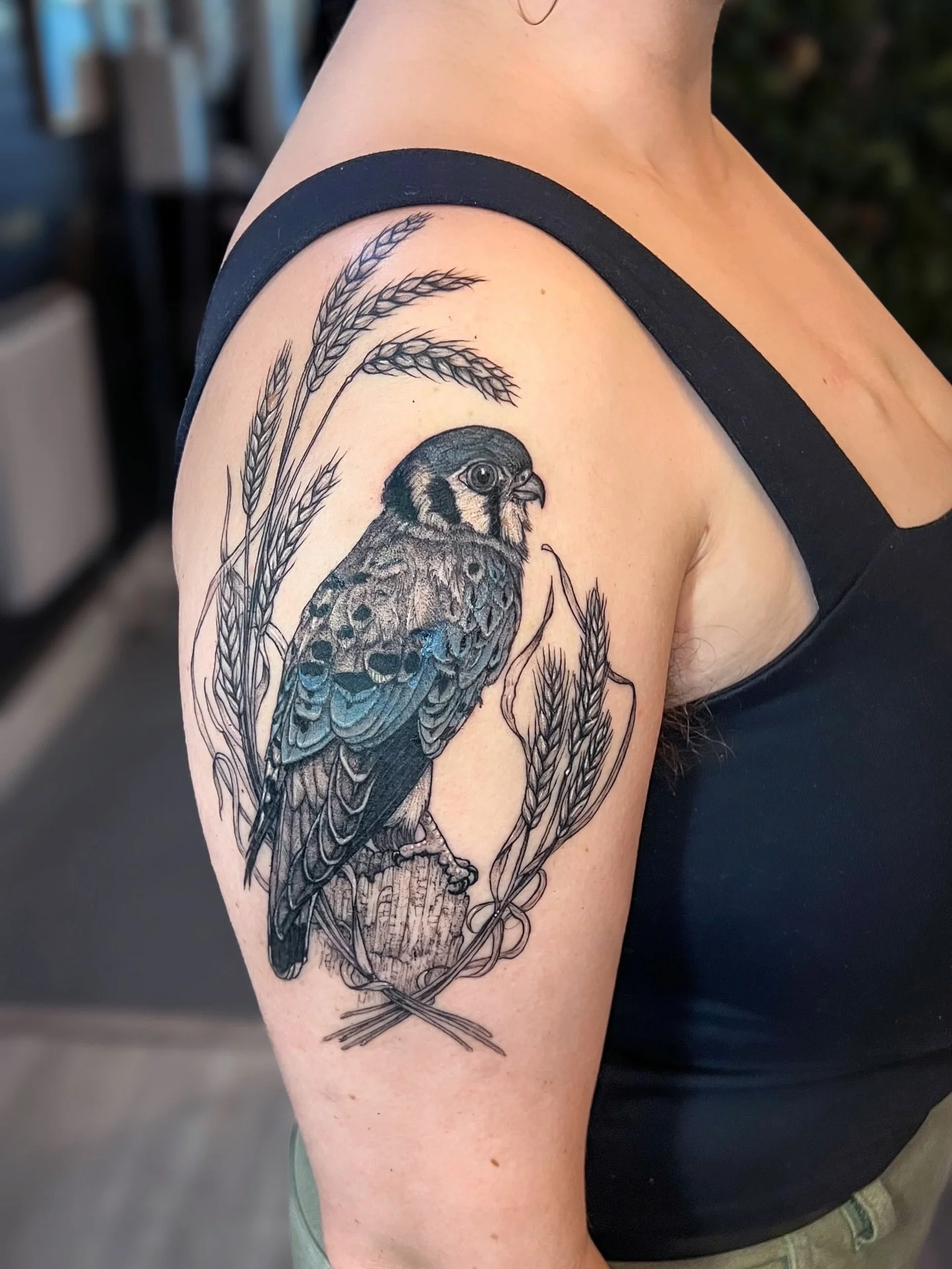 American kestrel and wheat 🌾 Thanks as always K, adding in the blue was a brilliant idea 🙏