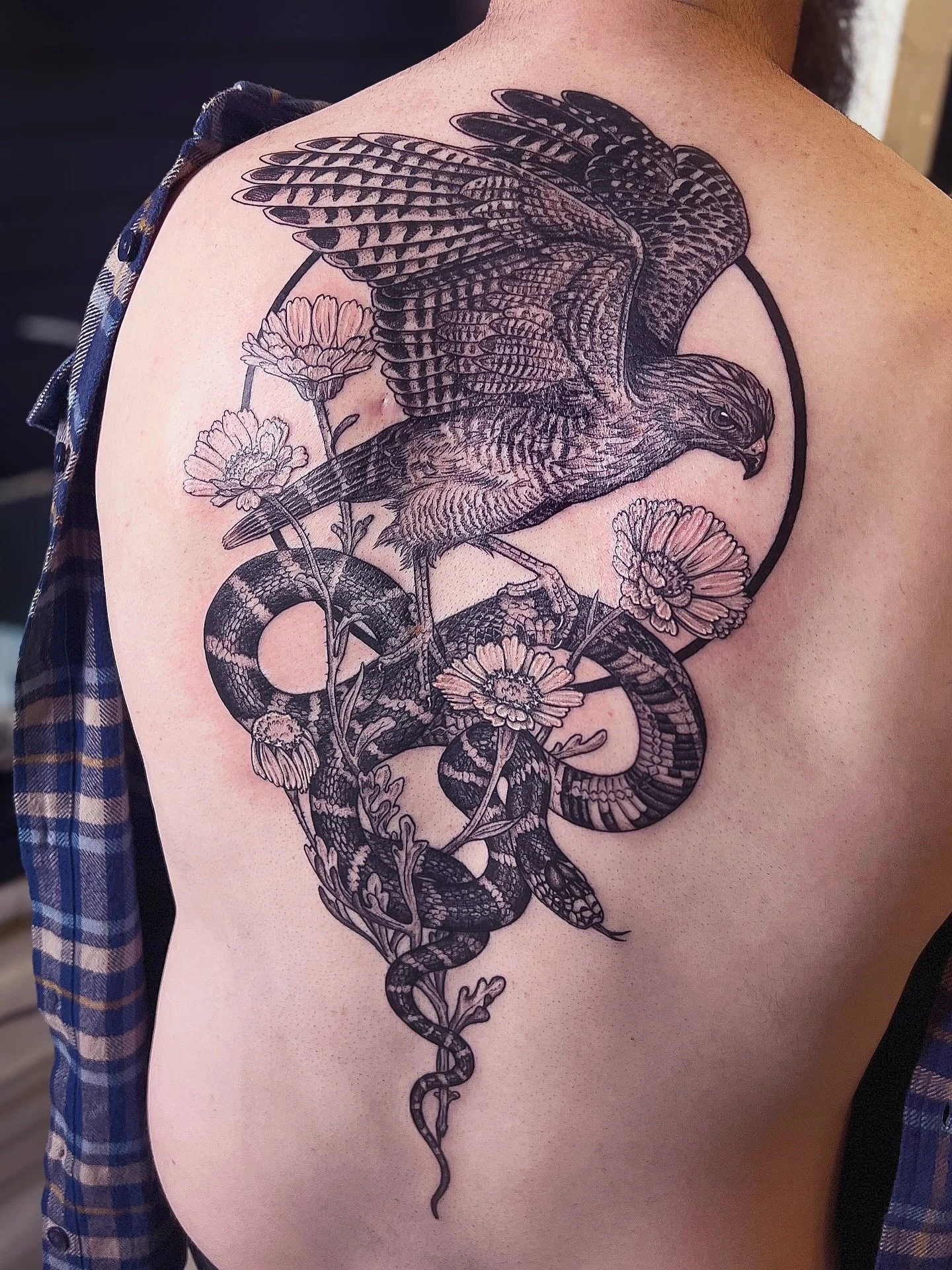 Cooper&rsquo;s hawk, California kingsnake and desert marigold ☀️ Two back to back sessions. Thanks for visiting me (for a third time) from SoCal M!!