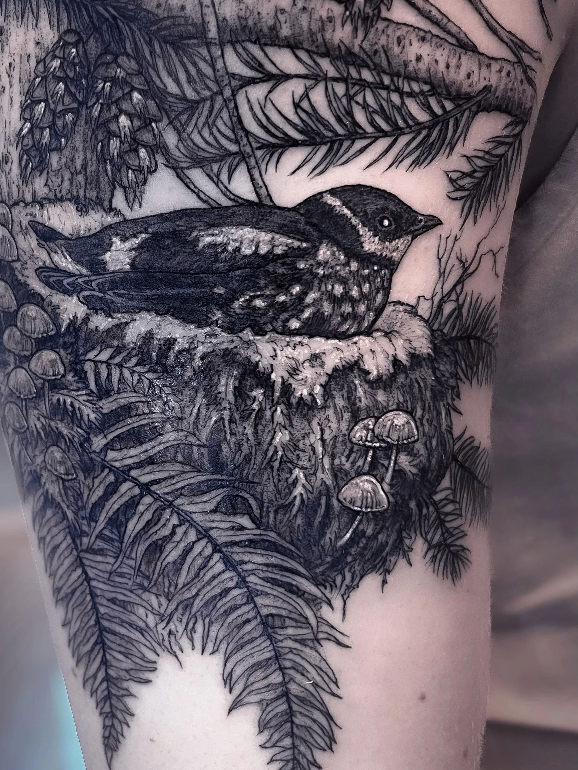 Marbled murrelet up in its nest in an old growth doug fir + some Northern redwoods pics 🪺🌲🖤