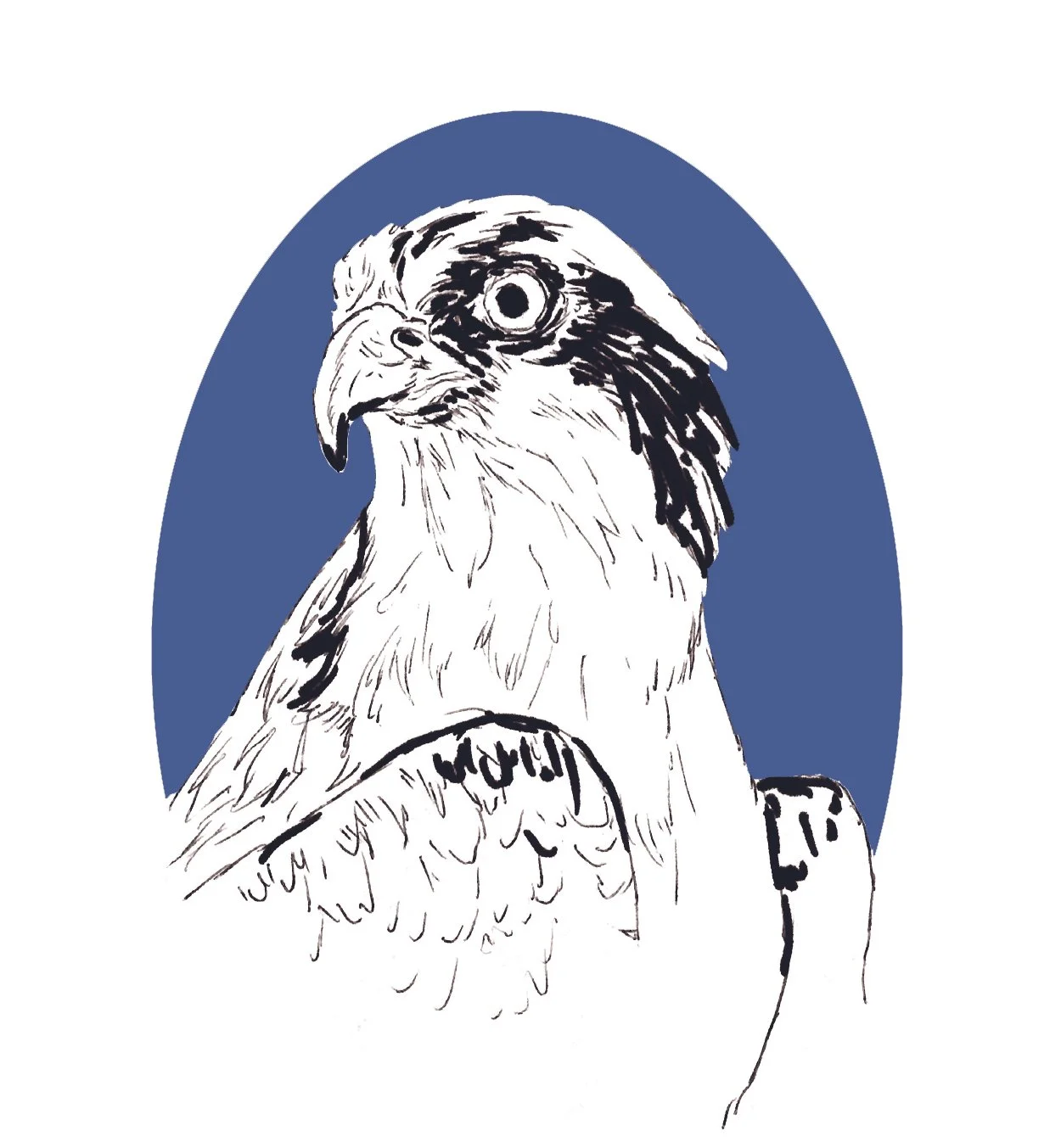 Osprey