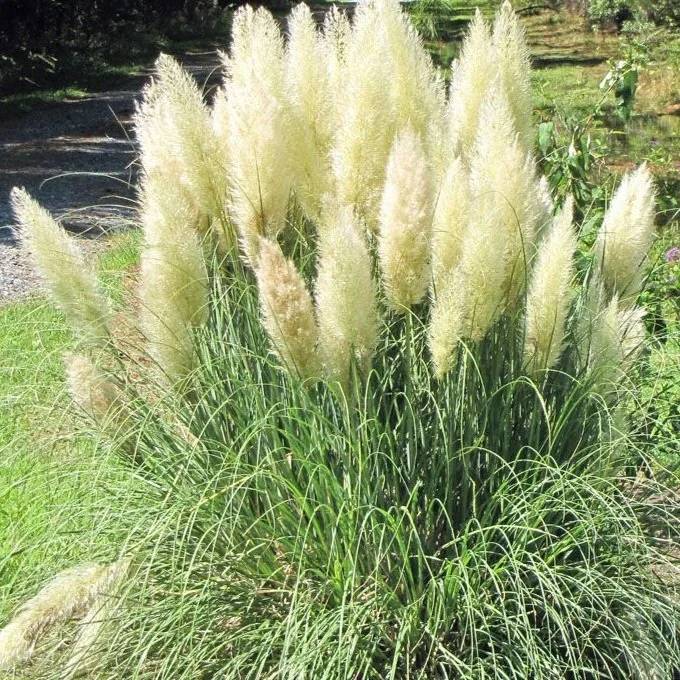 Dwarf Pampas